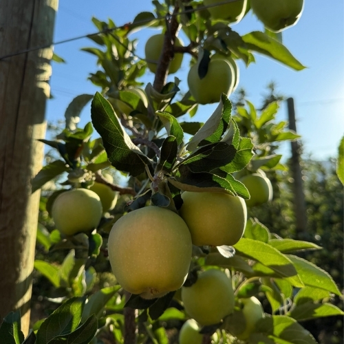 Apple Orchard in Okanagan BC